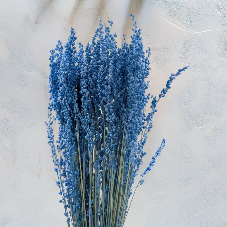 Briza minima niebieska 4.png