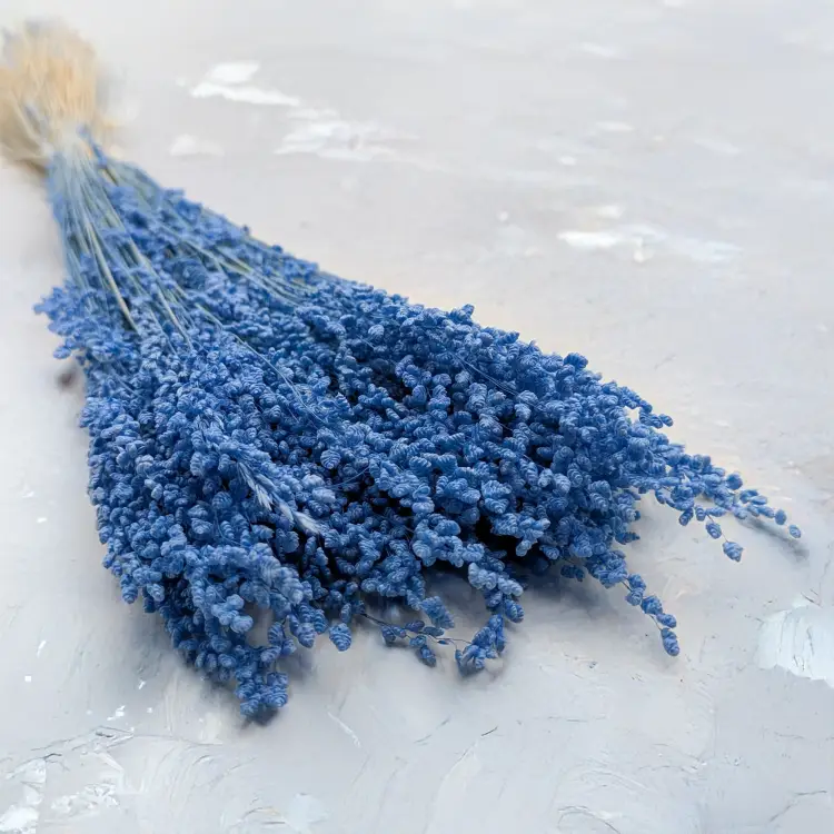 Briza minima niebieska.png