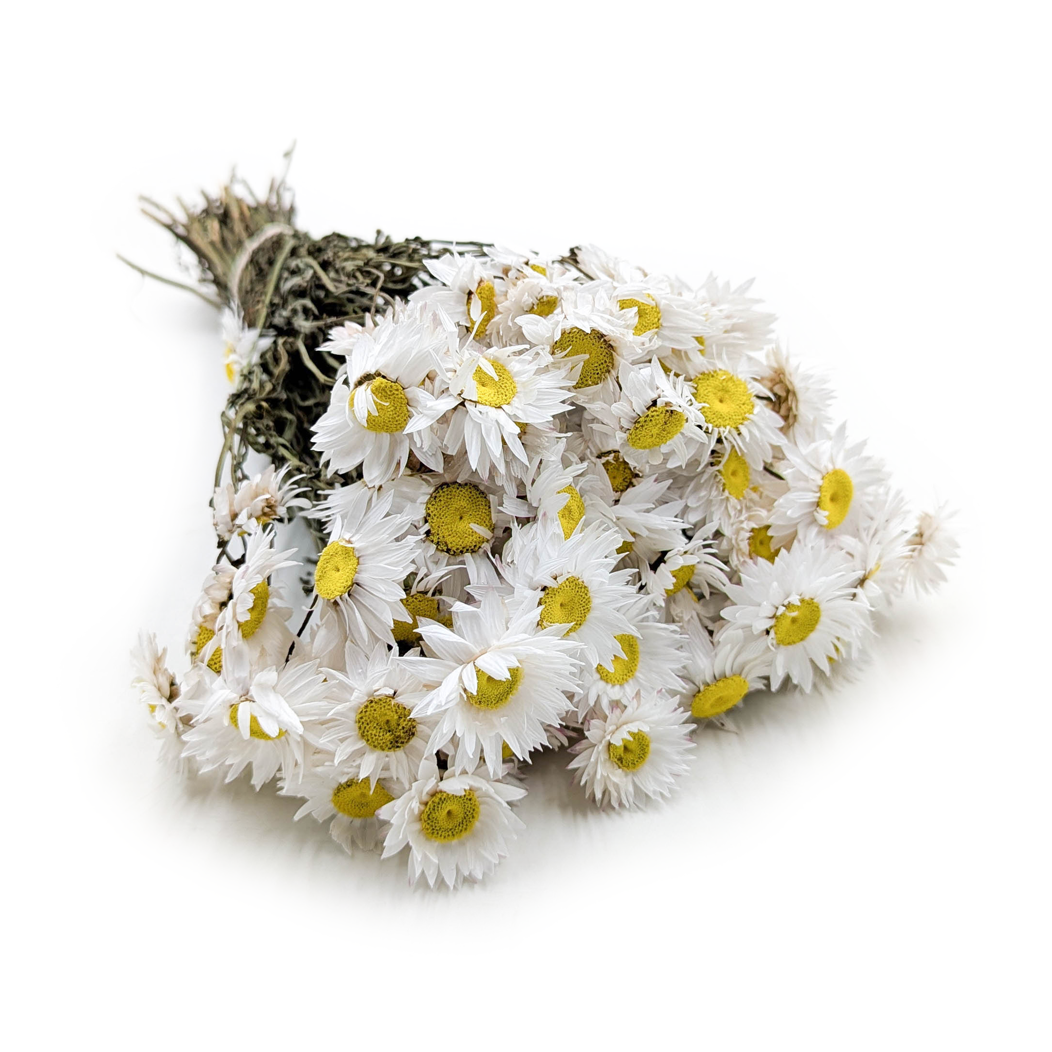 Acroclinium séché – (Rhodanthe) – Blanc