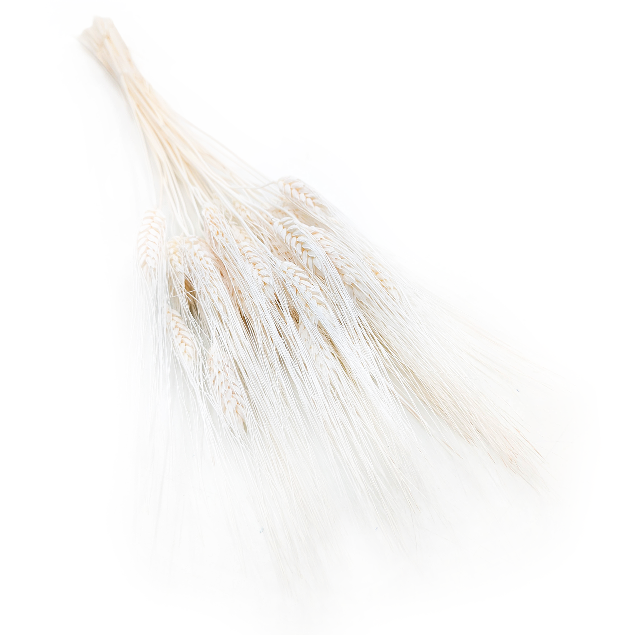 Triticale séché – Extra Blanchi