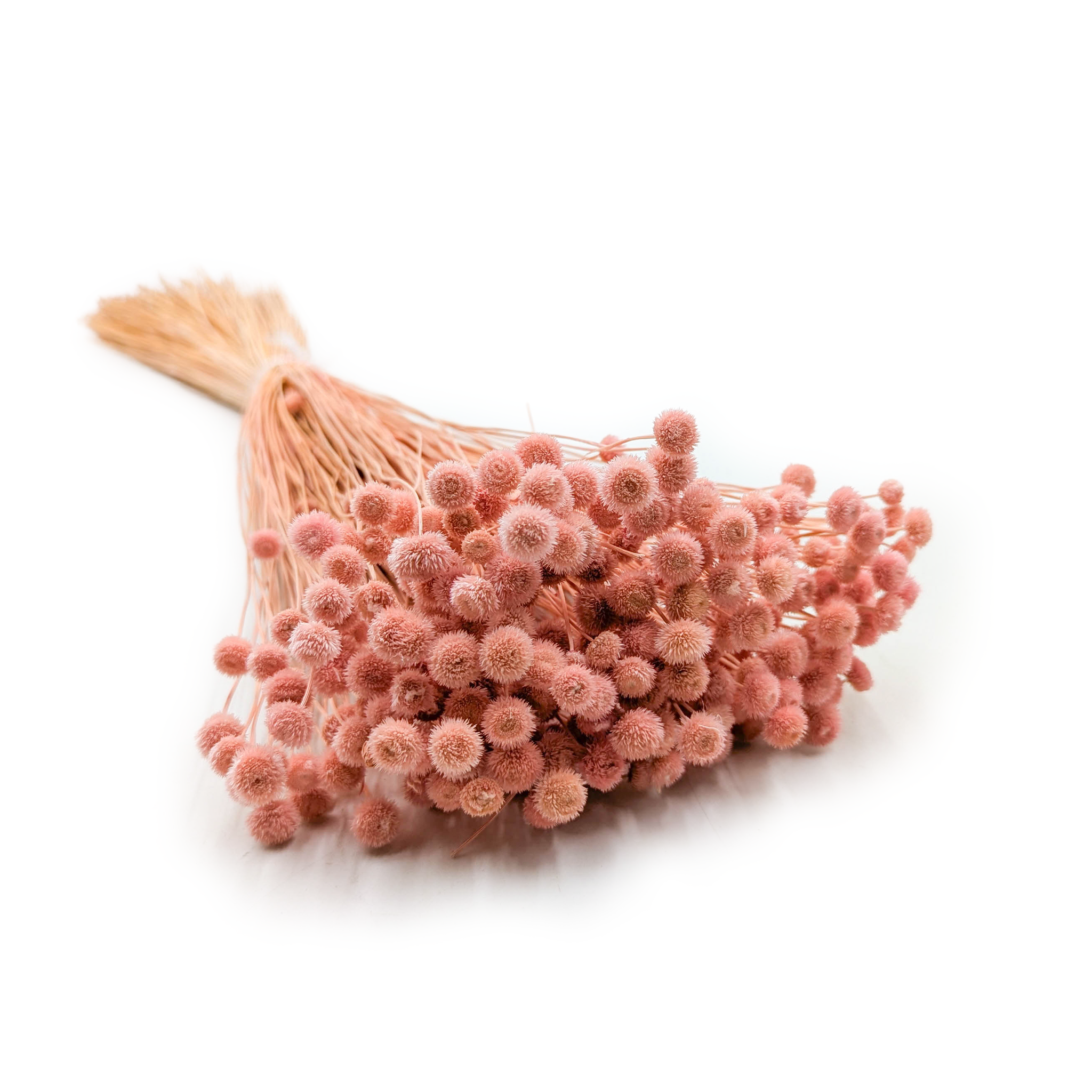 Botao Amarelino (Amarelinho) – Rose