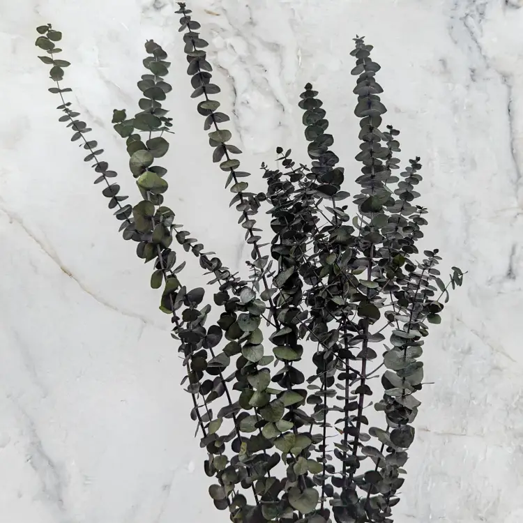 eukaliptus baby 4.png