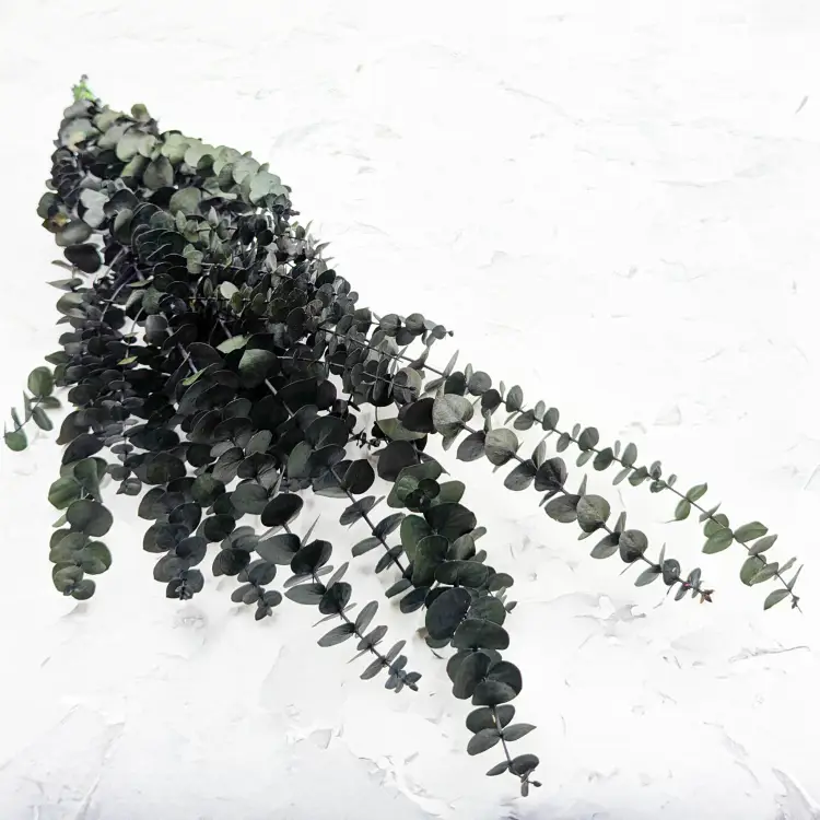 eukaliptus baby 5.png