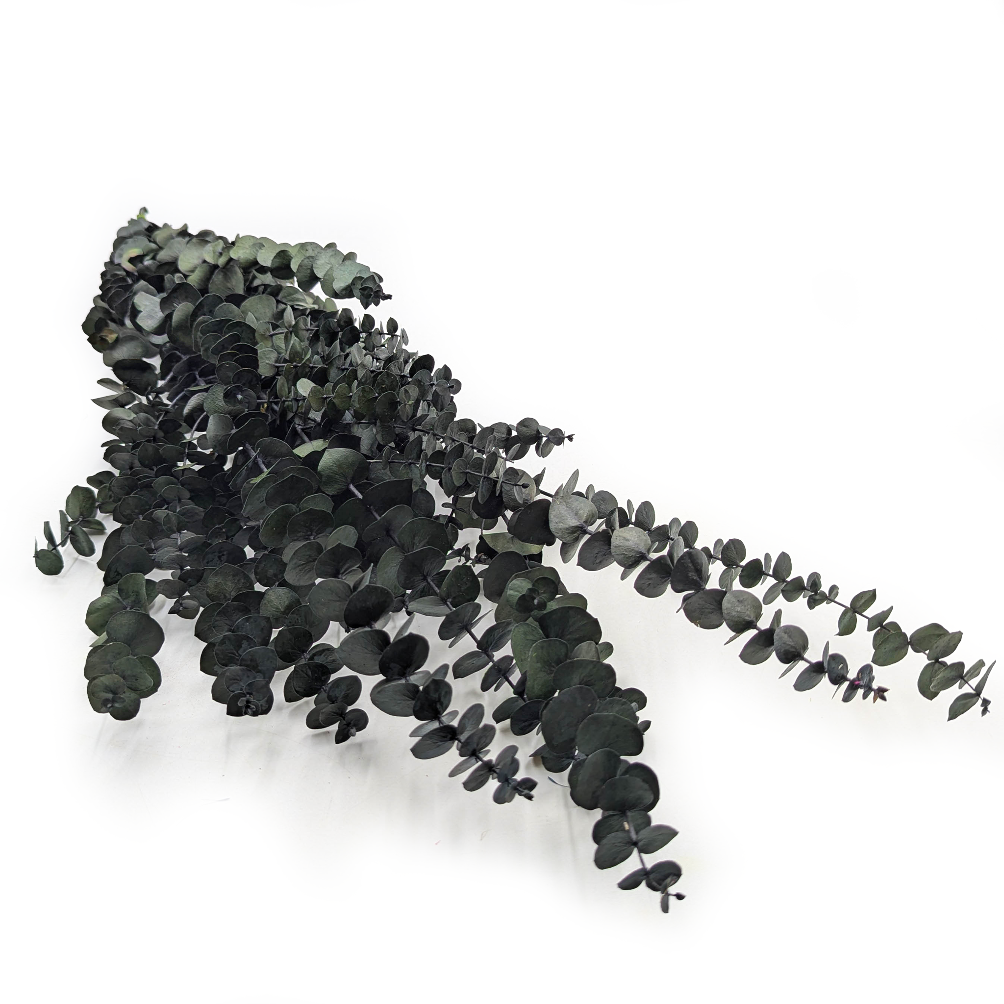 Eucalyptus stabilisé – Baby – Vert