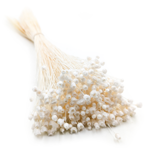 Jazilda Séchée – Blanche