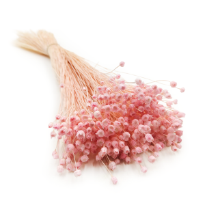 Jazilda Séchée – Rose