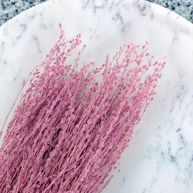 Lepidium wrzosowe 4.png