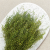 Lepidium zielone IT 2.png