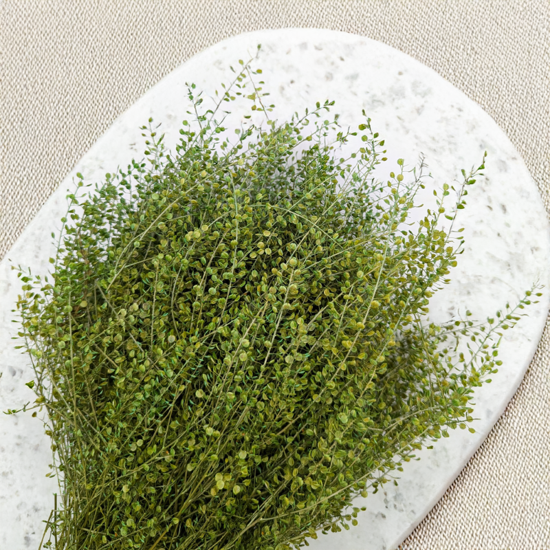 Lepidium zielone IT 2.png