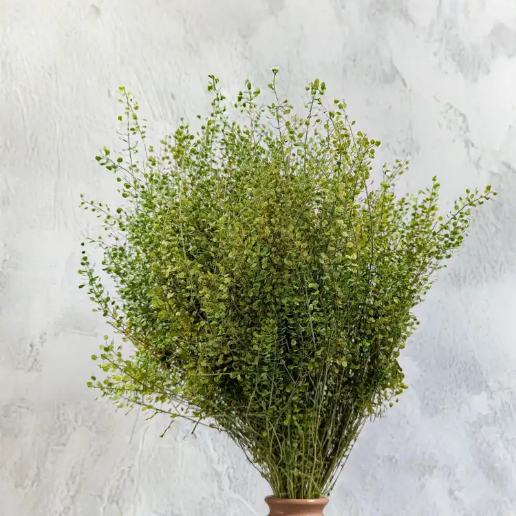 Lepidium zielone IT 3.png