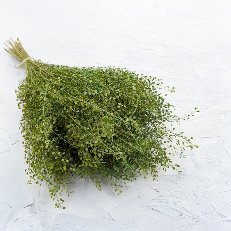 Lepidium zielone IT 4.png