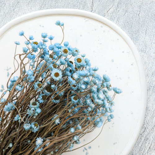 Ammobium - Złociszek Lazurowy.png