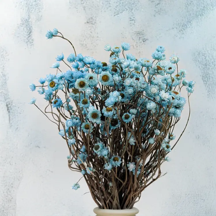 Ammobium - Złociszek Lazurowy 1.png