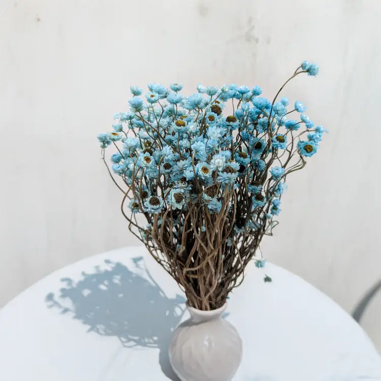 Ammobium - Złociszek Lazurowy 2.png