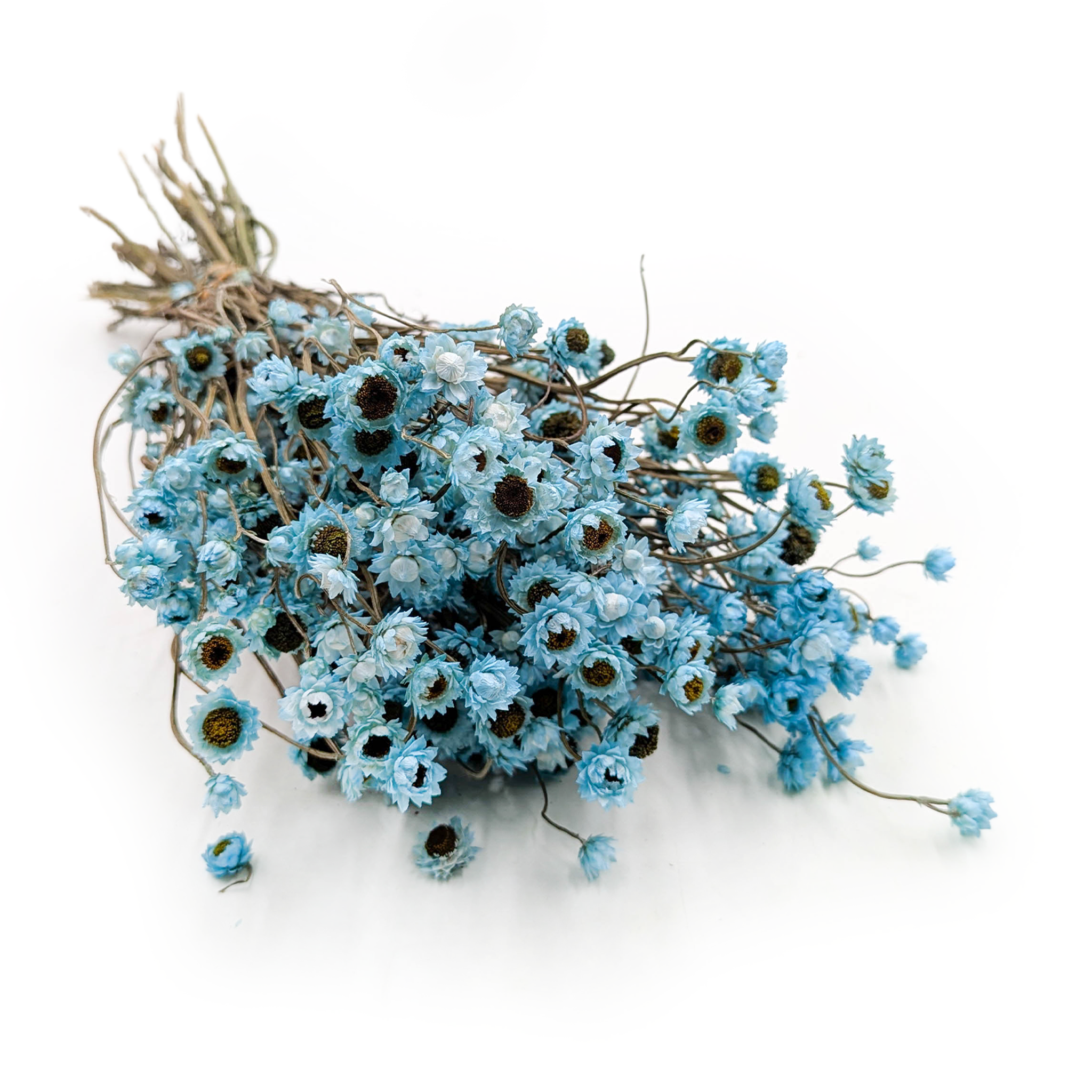 Ammobium Séché – Azur – (Ammobium alatum) – PREMIUM