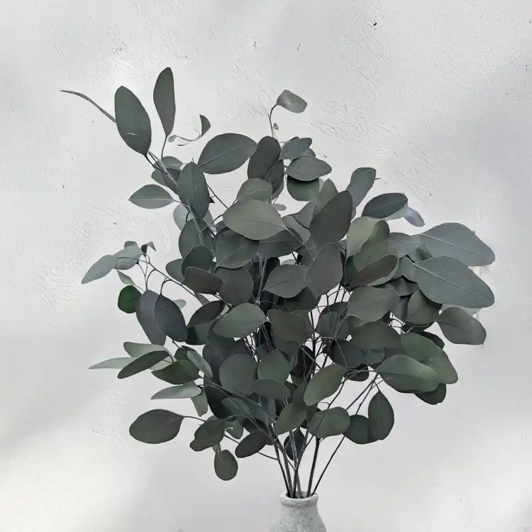 Populus IT 3.png