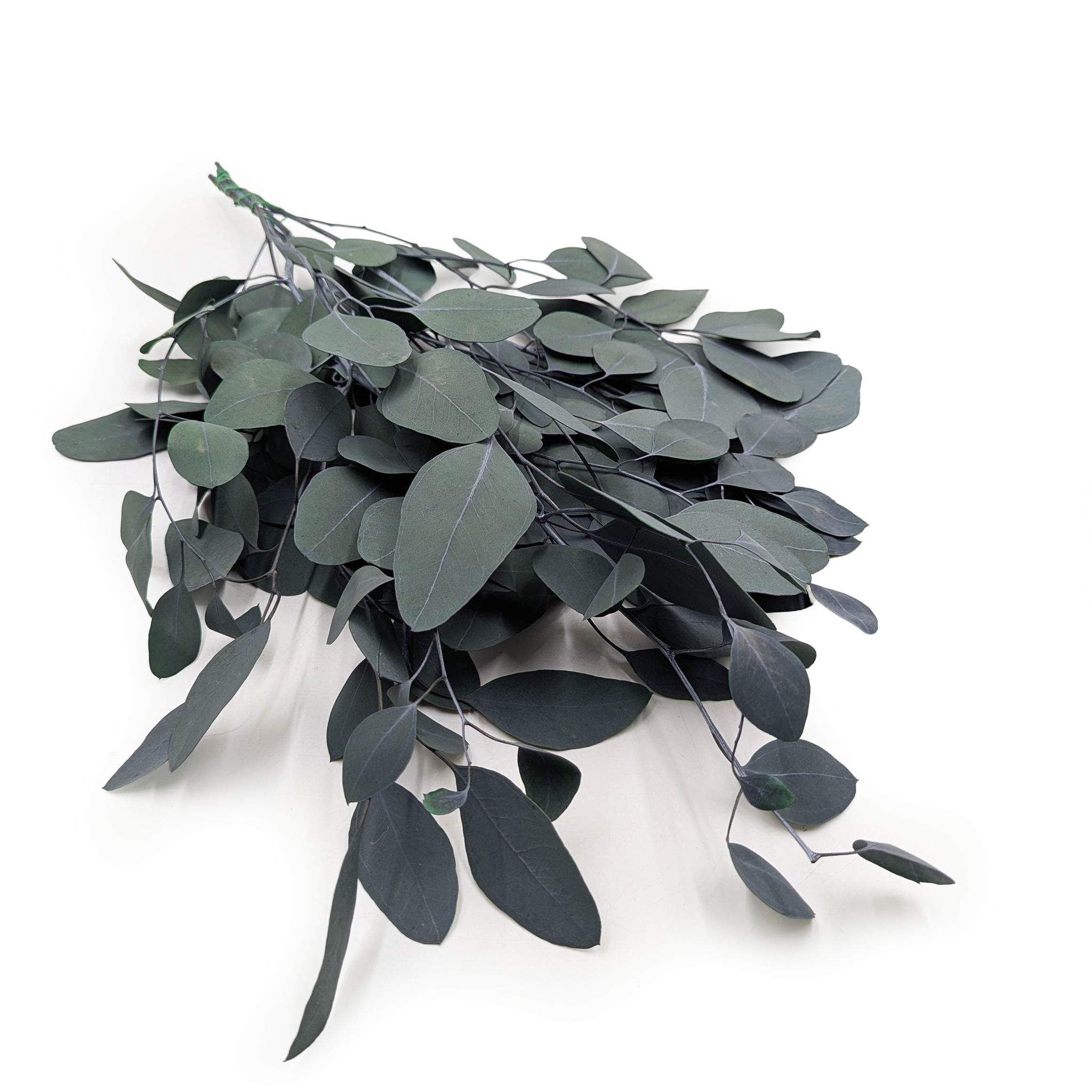 Eucalyptus stabilisé – Populus – Vert