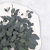 Populus IT 2.png