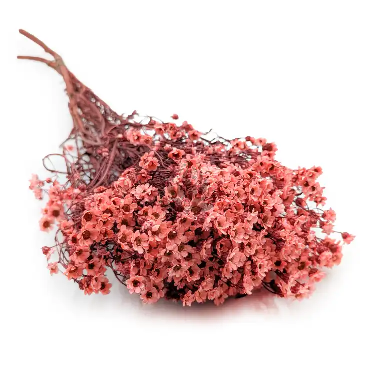 Oxodia - Łosiowa IT.png