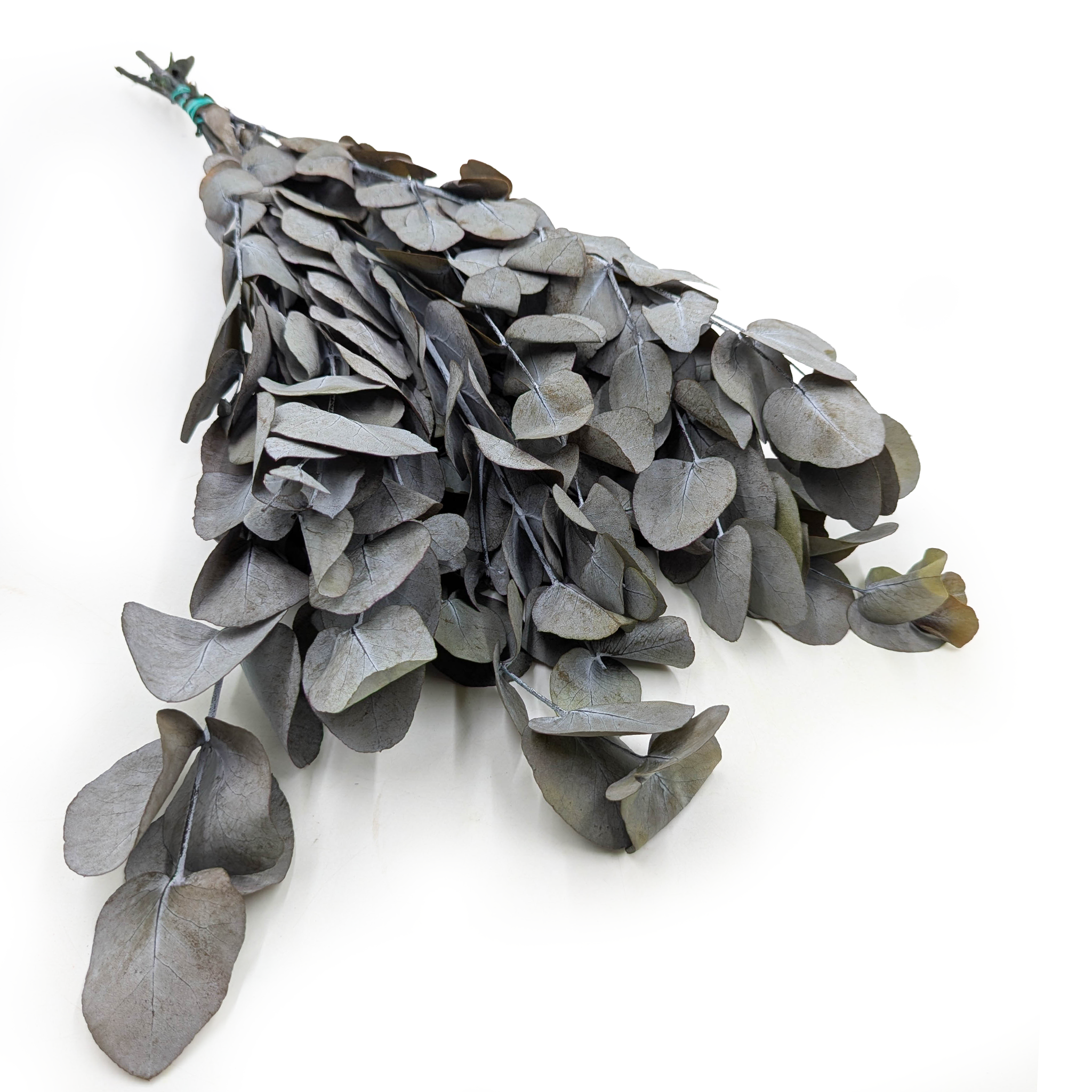 Eucalyptus stabilisé – Espiral – Vert grisâtre