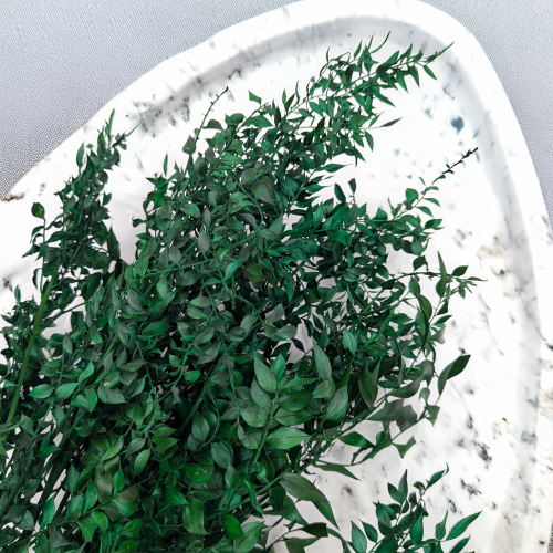 Ruskus suszony Zielony IT 2.png