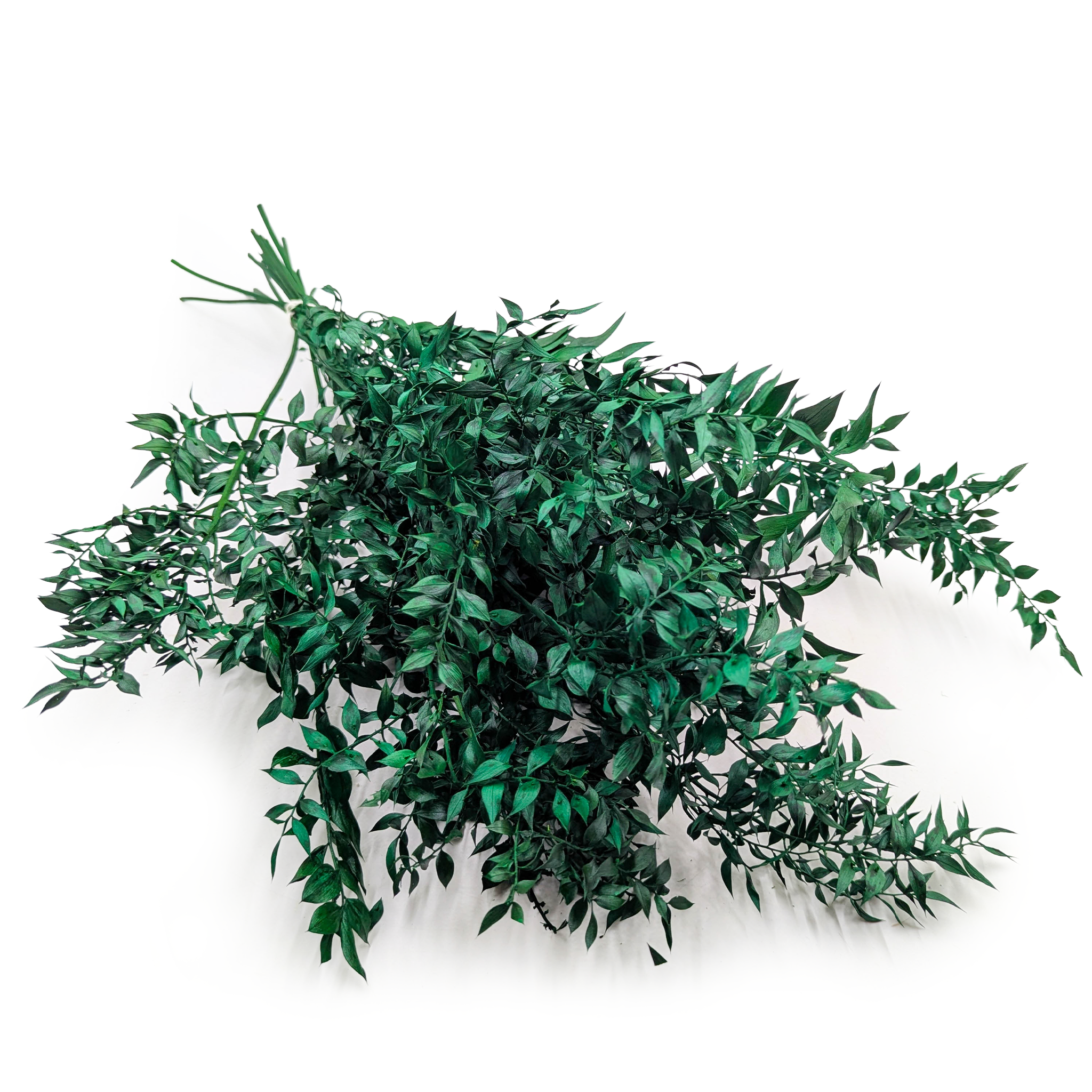 Ruscus séché – Vert