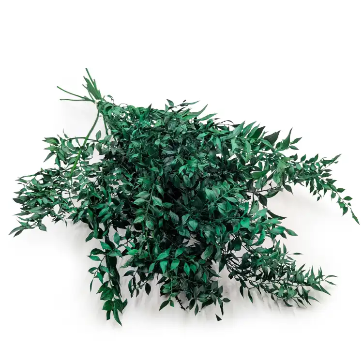 Ruskus suszony Zielony IT 5.png