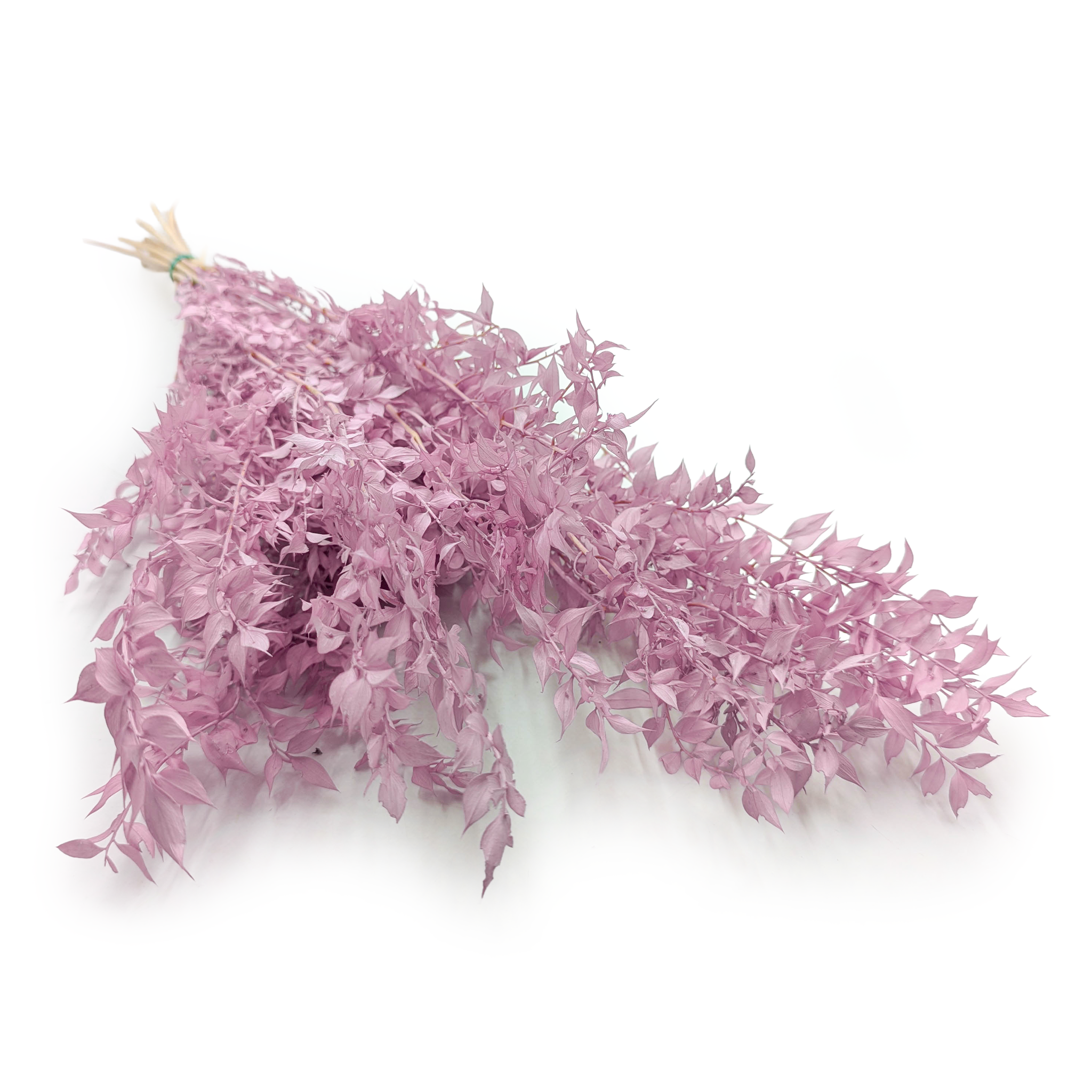 Ruscus Stabilisé – Violet Bruyère 