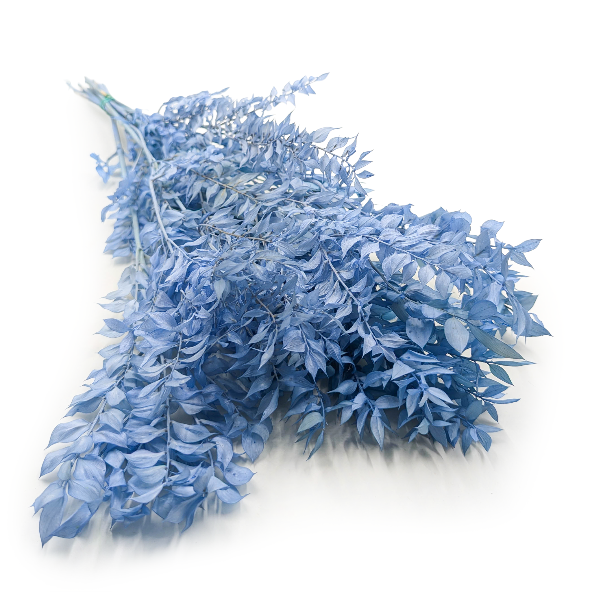 Ruscus Stabilisé – Bleu Acier