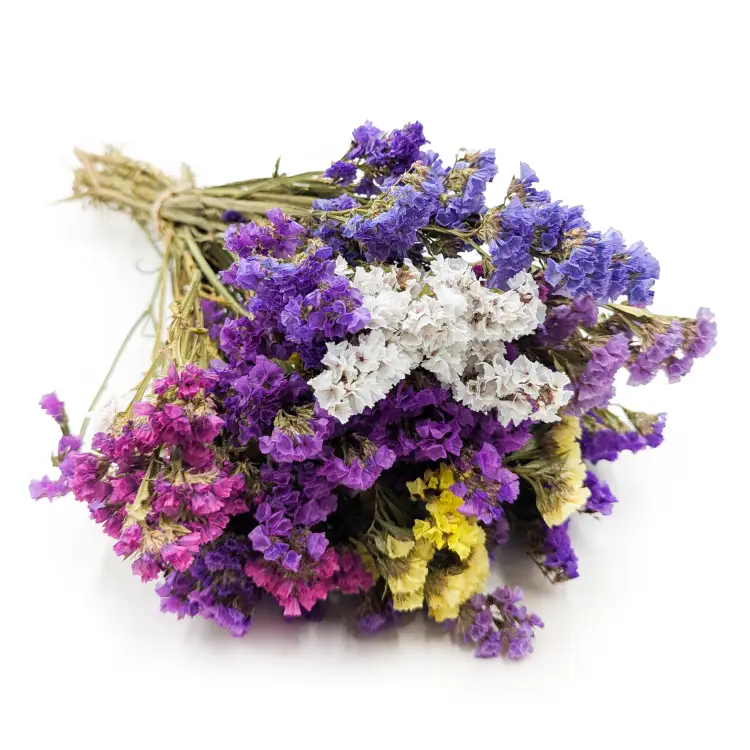 Zatrwian MIX.png