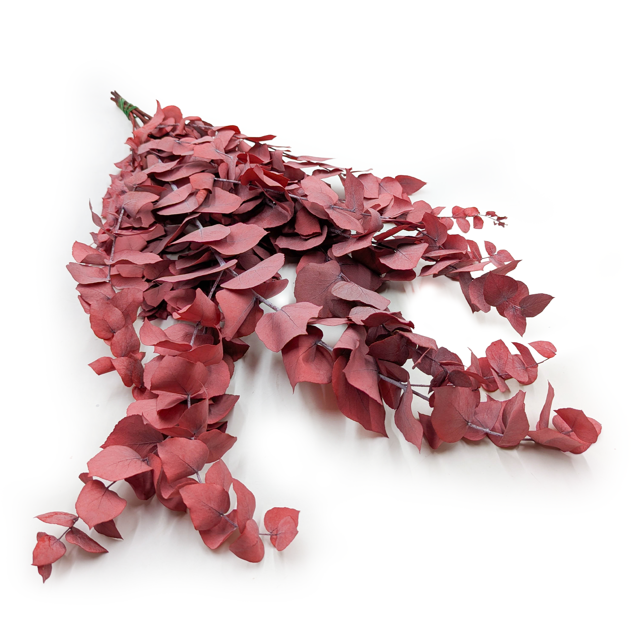 Eucalyptus stabilisé – Stuartiana – Rouge