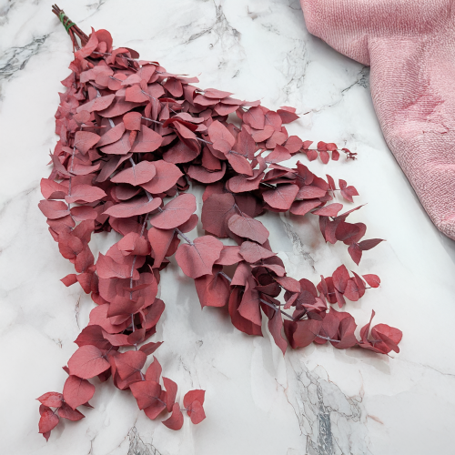 Stuartiana Czerwona LC 1.png