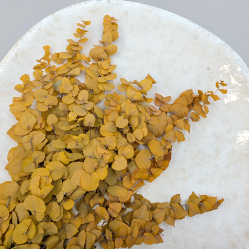 Stuartiana Zolty LC 3.png