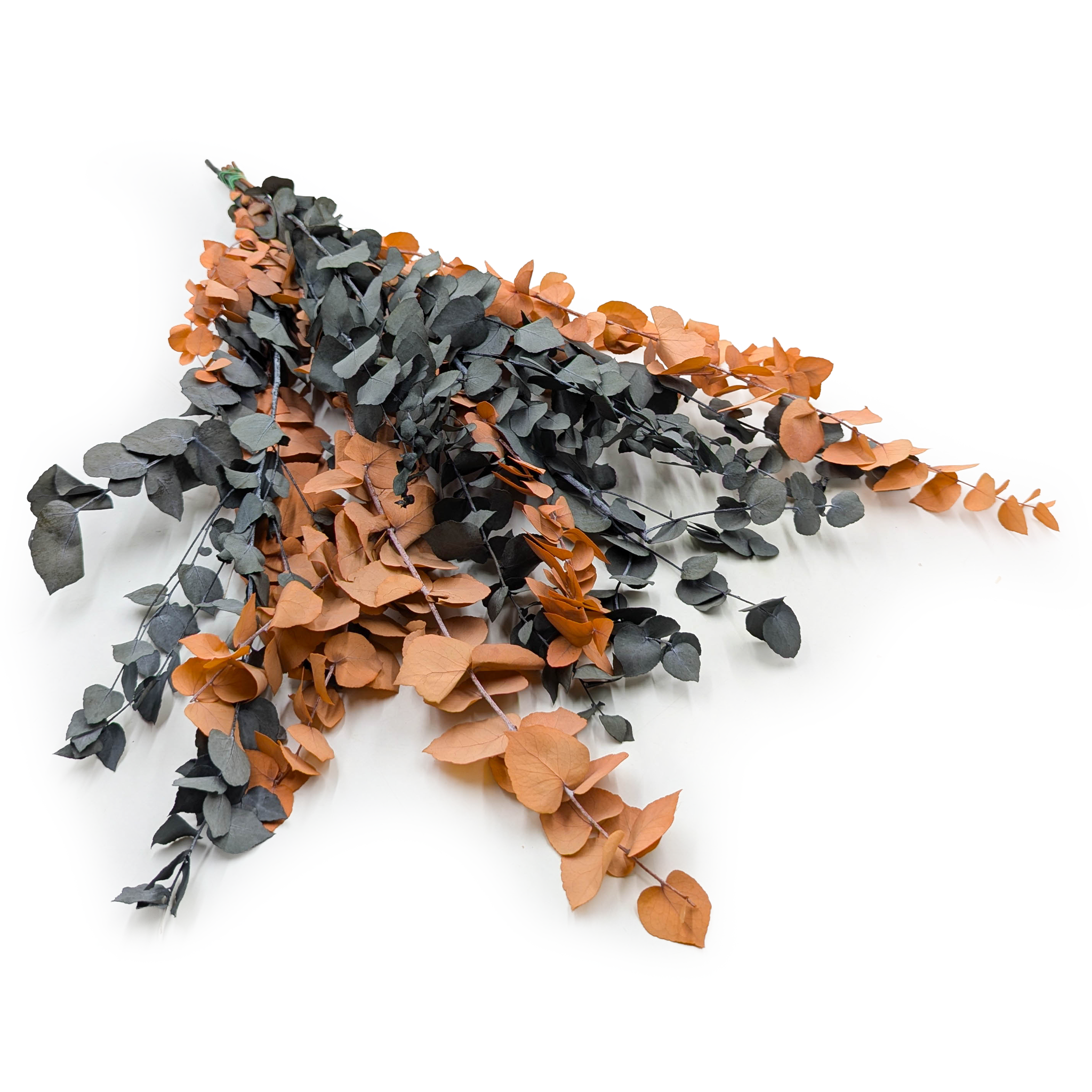 Eucalyptus stabilisé – Stuartiana – Halloween