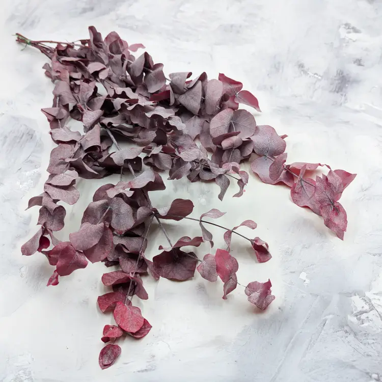 Cinerea Czerwona LC 4.png