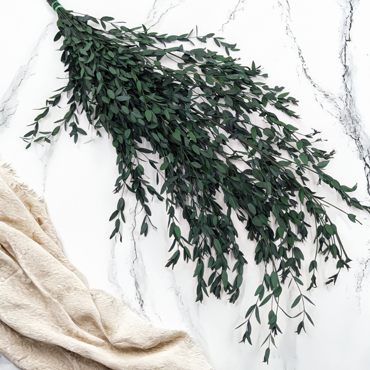 Parvifolia Zielona LC 3.png