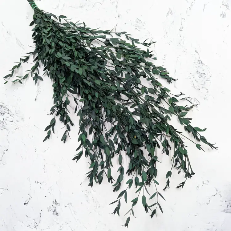 Parvifolia Zielona LC 1.png