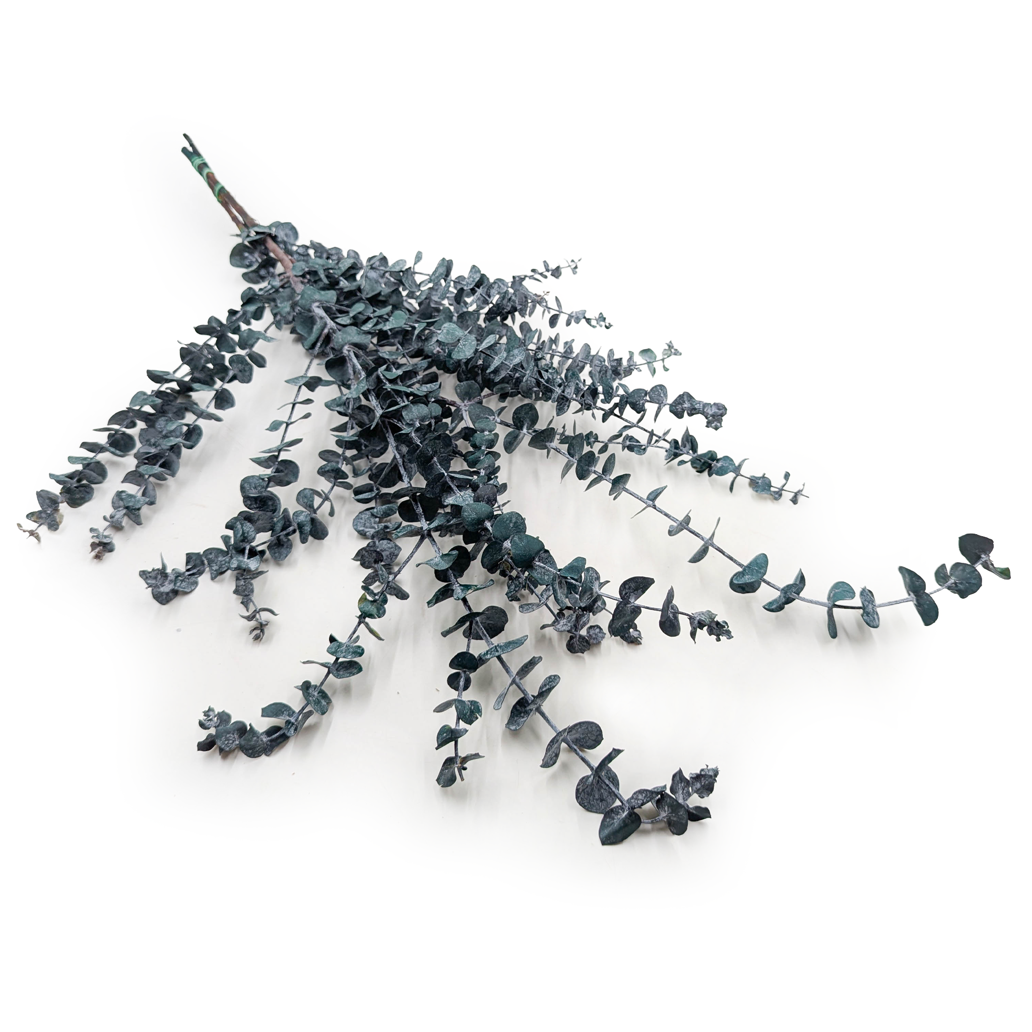 Eucalyptus stabilisé – Baby Blue – Vert