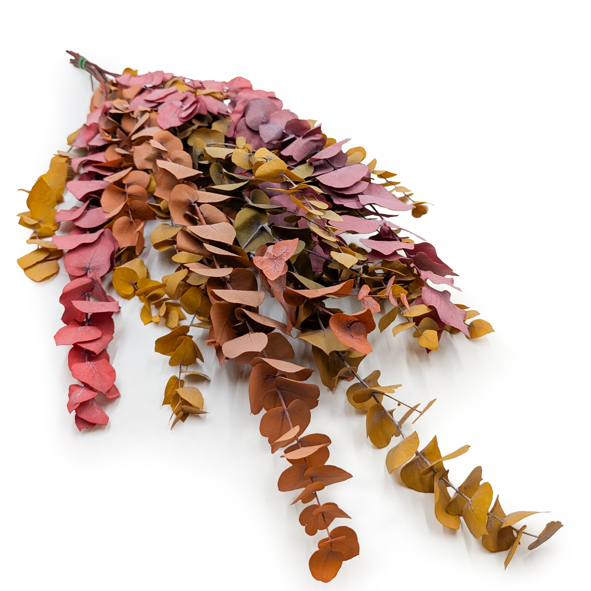 Eucalyptus stabilisé – Stuartiana – Automne