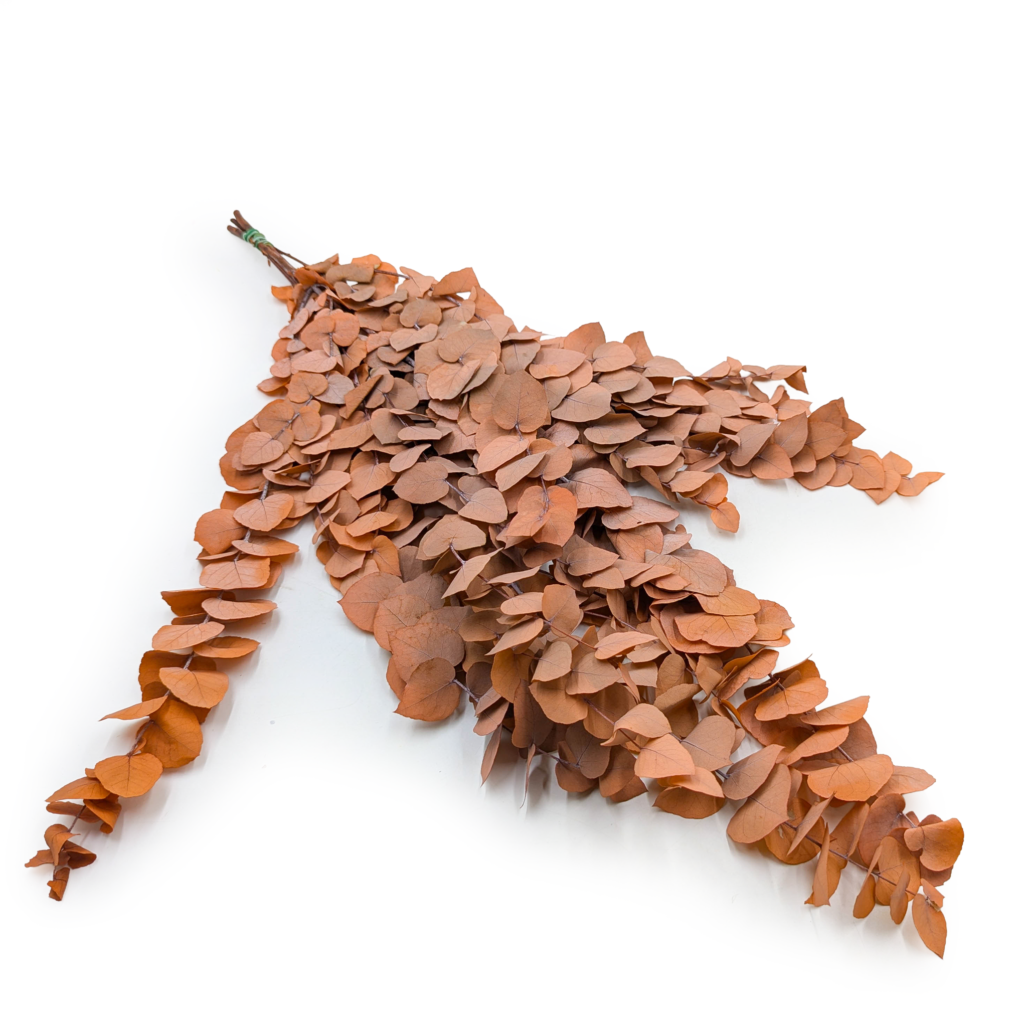 Eucalyptus stabilisé – Stuartiana – Orange