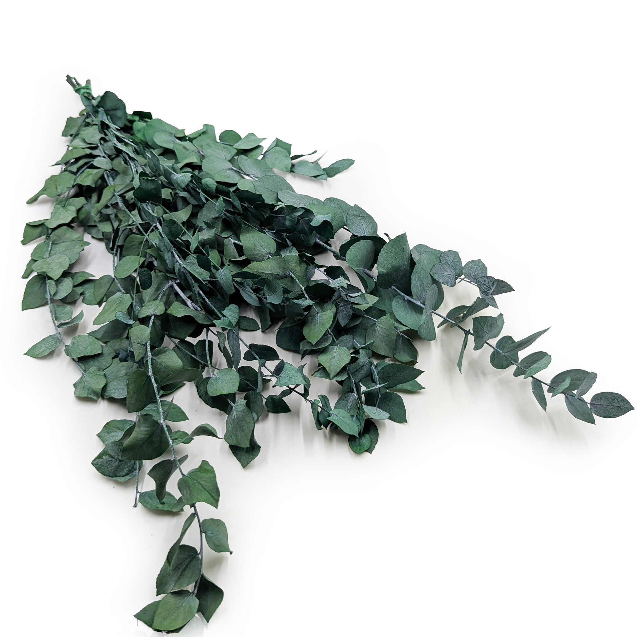 Eucalyptus stabilisé – Stuartiana – Vert