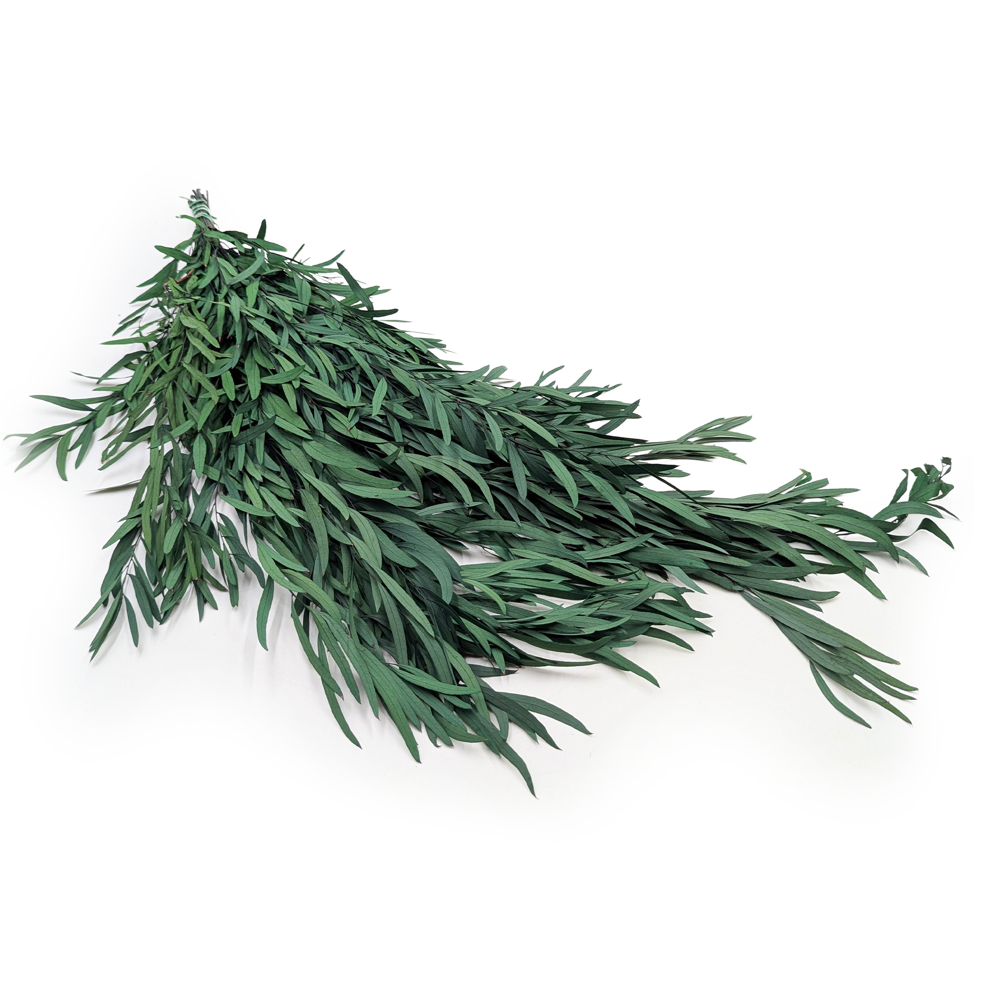 Eucalyptus stabilisé – Nicoly – Vert