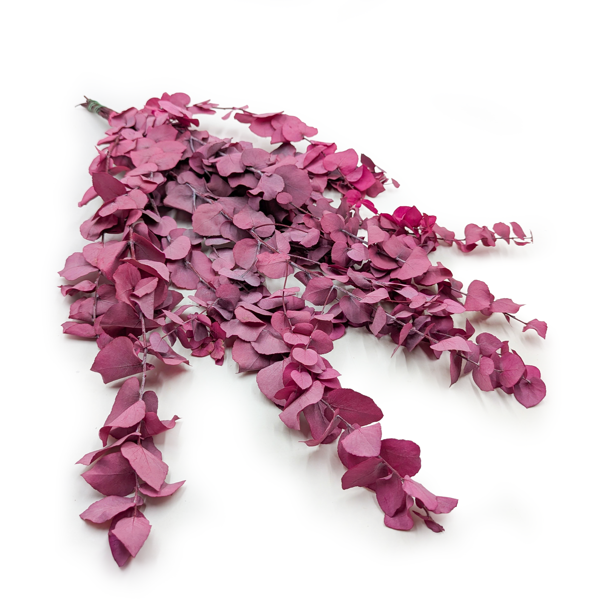 Eucalyptus stabilisé – Stuartiana – Lilas