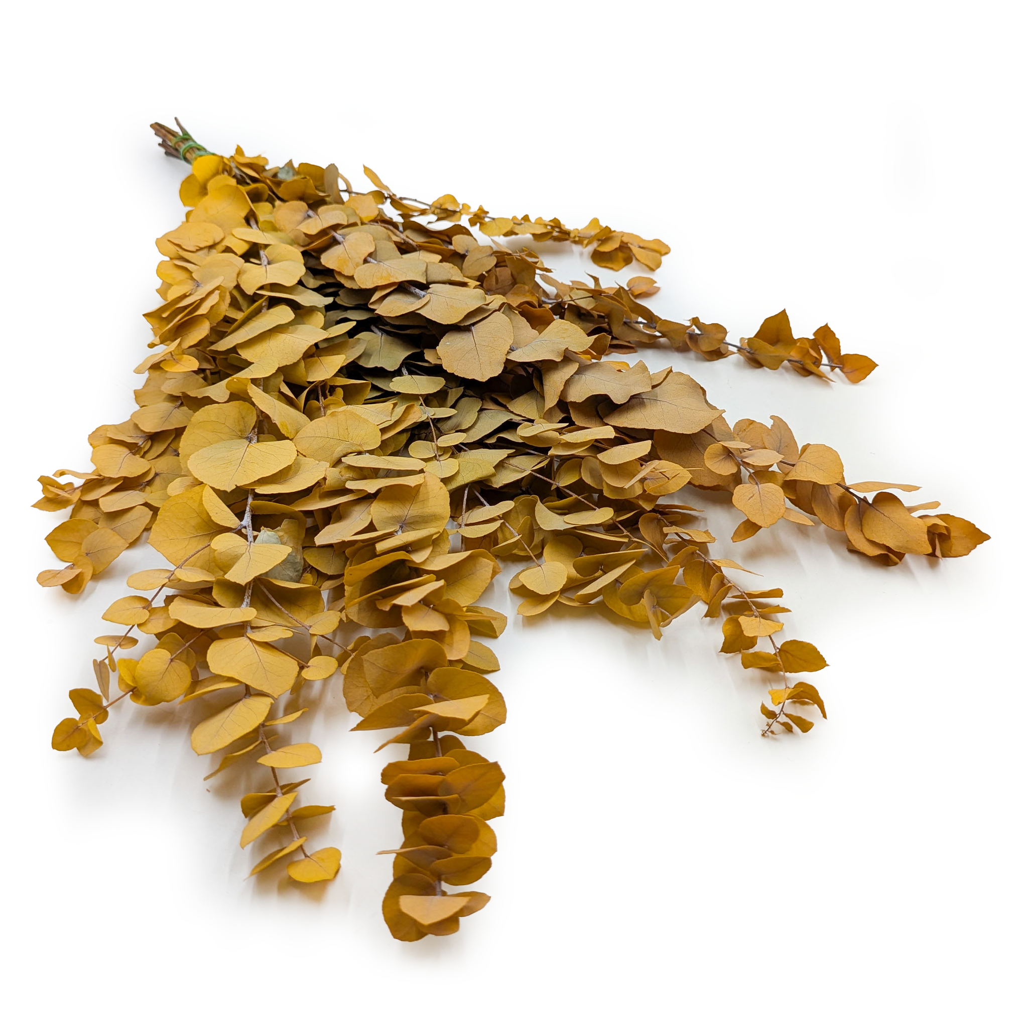 Eucalyptus stabilisé – Stuartiana – Jaune