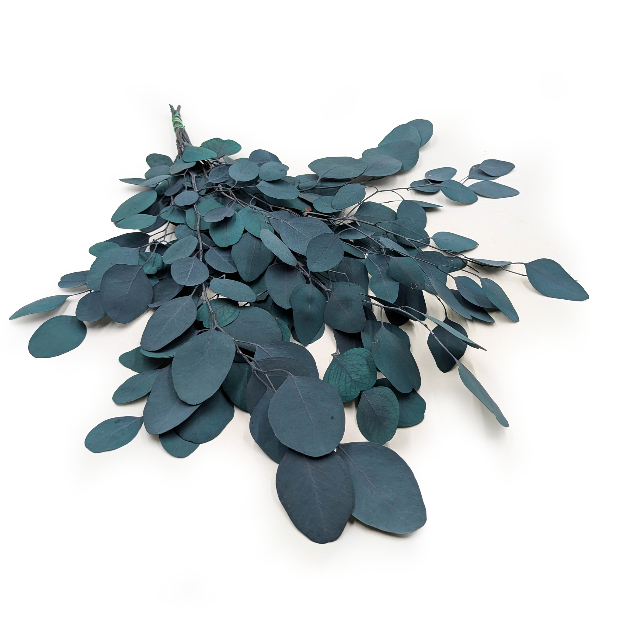 Eucalyptus préservé – Populus – Vert