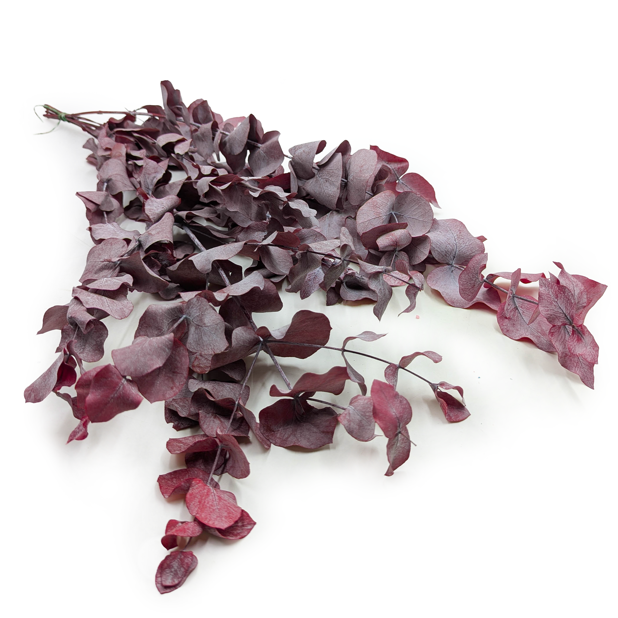 Eucalyptus préservé – Cinerea – Rouge