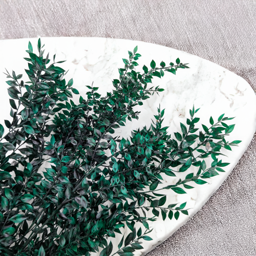 Ruskus stabilizowany zielony IT 3.png