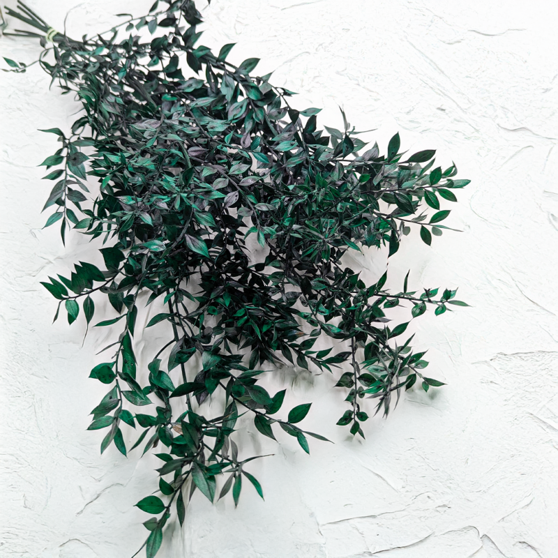 Ruskus stabilizowany zielony IT.png