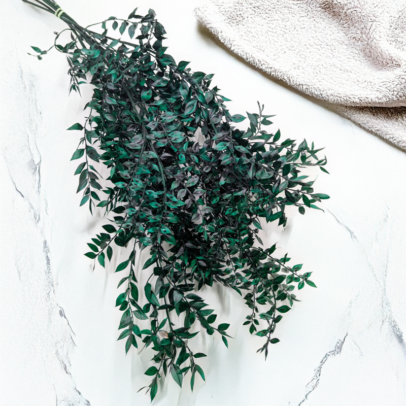 Ruskus stabilizowany zielony IT 1.png