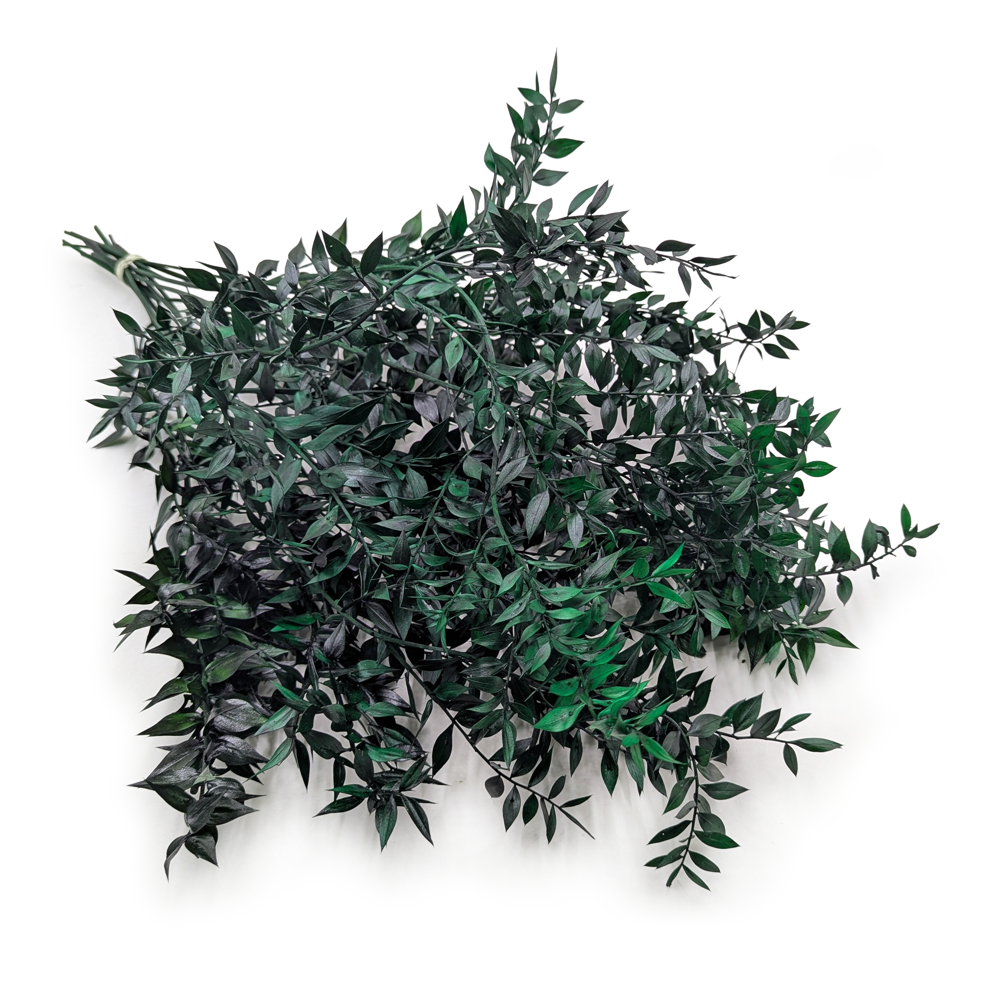 Ruscus stabilisé - (Ruscus) - Vert